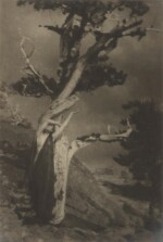 'The Dying Cedar'