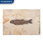 Large Fossil Sand Fish