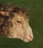 Head of an Ewe