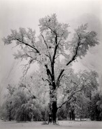 Oak Tree, Snowstorm