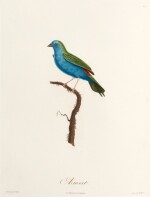 Louis Pierre Vieillot | Histoire naturelle des plus beaux oiseaux chanteurs..., Paris, 1805