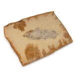 Fossil Coelacanth Plate