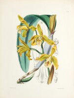 James Bateman | A second century of orchidaceous plants, London, 1867, original green cloth gilt