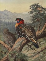 BEEBE, WILLIAM CHARLES | A Monograph of the Pheasants. London: published under the auspices of the New York Zoological Society by Witherby and Co., 1918-1927