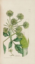 James Sowerby | English Botany, London, 1790 [-1814], 36 vols, green half buckram