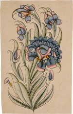 An illustration of an iris, India, 19th century