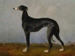 Eos, A Favorite Greyhound of Prince Albert