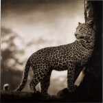 'Leopard in Crook of Tree', Nakuru, 2007