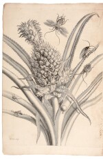 MERIAN | Dissertatio de generatione et metamorphosibus insectorum Surinamensium. 1719]