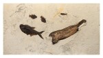 Fossil Fish Plate with Driftwood