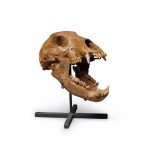 The Skull of a European Cave Bear