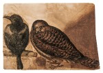Studies of a magpie and a kestrel