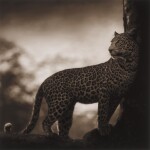 Leopard in Crook of Tree, Nakuru