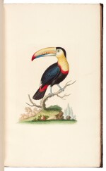 EDWARDS | A natural history of birds [Gleanings of natural history], 1802–1806 (watermarks 1816–1824)