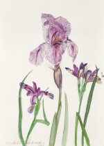 Iris Dardanus and Iris Graminea