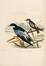 Richard Bowdler Sharpe and Claude Wilmott Wyatt | A Monograph of the Hirundinidae, 1885-1894, 2 volumes