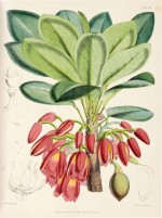 Beerthold Seemann | Flora Vitiensis..., 1865-1873
