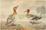 JAMES SILLETT | A PAIR OF DUCKS - POSSIBLY WIGEON