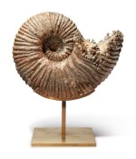 AN AMMONITE WITH PRESERVED SHELL