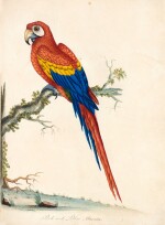 William Hayes | Portraits of rare and curious birds... from the menagery of Osterley Park, 1794