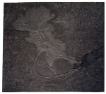 A DOUBLE FOSSIL SEA LILY PLAQUE
