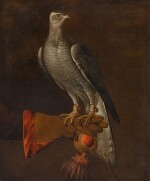 A goshawk perched on the hand of a falconer