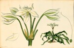 ANDREWS | The Botanist's Repository of New, and Rare plants, 1810 etc.