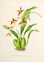 Jean-Jules Linden | Pescatorea. Iconographie des orchidées, Brussels, Ghent and Leipzig [1854-]1860, green half calf