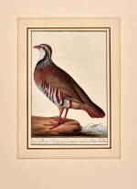 Johann Christian von Mannlich | A red-legged partridge, original drawing