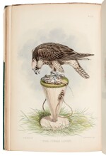 Francis Salvin and William Henry Broderick | Falconry in the British Isles, 1873