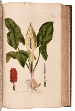 William Curtis | Flora Londinensis. London, 1777-1828, an important survey of London flora
