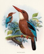 Richard Bowdler Sharpe | A Monograph of the Alcedinidae: or, Family of Kingfishers, 1868-1871