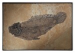 A RARE FOSSIL DOGFISH
