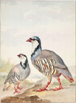 Two red-legged Partridges