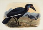 Daniel Giraud Elliot | A monograph of the bucerotidae, or family of hornbills, [1876-] 1882
