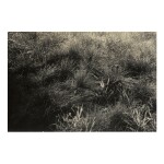 ALFRED STIEGLITZ  |  GRASSES