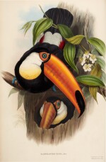 Gould and Lear | A monograph of the Ramphastidae, 1854; Illustrations of the family of Psittacidae, 1832