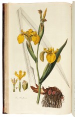 William Curtis | Flora londinensis, 1777–1798, 2 volumes bound in 4