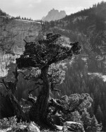 'Juniper, Crags in Gray Peak Canyon, Yosemite National Park'