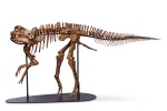 Juvenile Gryposaurus | 幼年鈎鼻龍