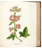 Tenore. Flora Napolitana. 1811-[1838]. 7 volumes