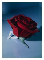 LAURIE SIMMONS | SITTING ROSE