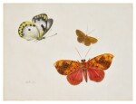 Study of three Butterflies