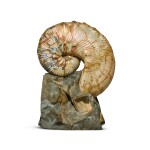 Pearly Ammonite Fossil on Matrix — Hoploscaphites