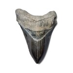 Megalodon Shark Tooth — South Carolina