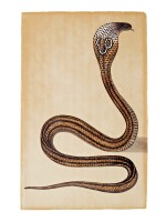 A Cobra de Capello (Naja Tripudians), from the collection of Major James Nathaniel Rind, India, Company School, Calcutta, circa 1800