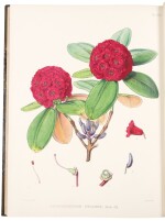 Hooker, Sir Joseph Dalton. A fine copy of the rare first edition of this richly illustrated work on the Rhododendron family 