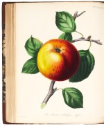 Horticultural Society of London | Transactions of the Horticultural Society of London, 1820-1848, 10 volumes