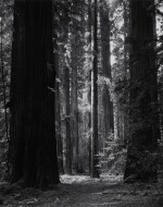 'Redwoods'