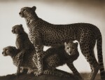 Cheetah & Cubs, Maasai Mara